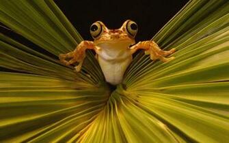 Leaves Frogs Amphibians Wallpaper