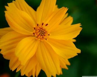 Sulfur Cosmos Flower 4k HD Desktop Wallpaper For Ultra Tv