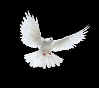 Pigeon Png Image Pictures