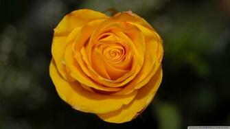 Orange Rose Wallpaper Full HD High Definition Pictures