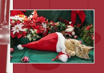 Cute Christmas Cats Pictures Christian Wallpaper