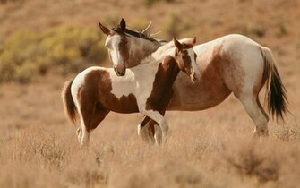 Paint Horse Wallpaper HD Wallpapertunnel