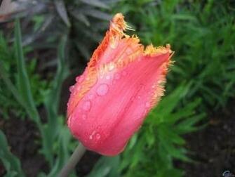 Pink Tulip Screensaver Screensavers