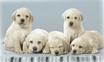 Dog Wallpaper Best Friend Cute Image Fidelity Eyes