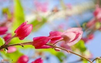 Spring Color Widescreen Wallpaper Walls Desktop