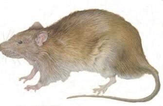 Where Is Wallpaper Rat