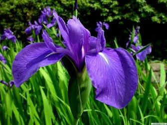 Purple Iris Flower Wallpaper The Flowers
