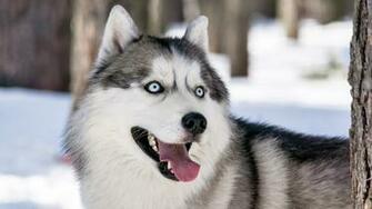 Siberian Husky Computer Wallpaper Desktop Background
