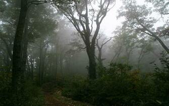Foggy Forest Path Wallpaper Nature
