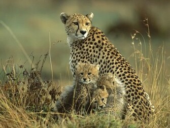 Wildlife Wallpaper HD My Animals