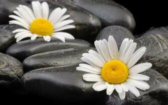 Chinese Zen Meditation Pictures 1080p Full HD Widescreen Wallpaper