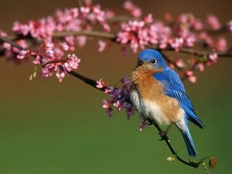 Sun Shines Beautiful Blue Bird Wallpaper