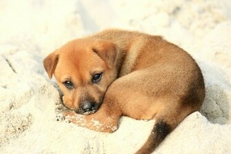 Puppies Desktop Wallpaper Animal Planet HD