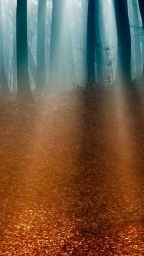 Autumn Forest iPhone 5s Wallpaper iPad
