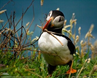 Puffin Background
