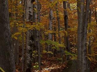 Automne En Industrie Maine Wallpaper