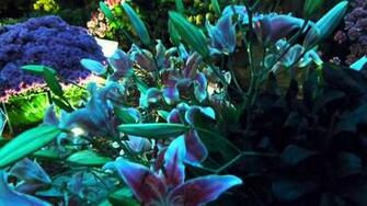 Flores Plantamother Nature High Definition Wallpaper Full