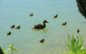 Duck Wallpaper