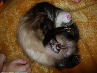 The Ferret Desktop Wallpaper Pictures For Pc Windows