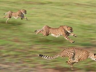 Running Cheetah Background Hunting