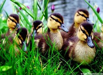 Duck Wallpaper Mandarin And Mallard Ducks