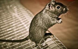 Gray Rat Desktop Wallpaper Background