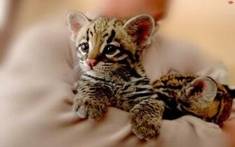 Ocelot Wallpaper Best Auto Res