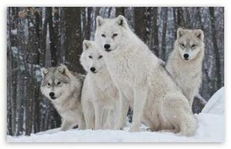 White Wolves Pack HD Desktop Wallpaper Widescreen High Definition