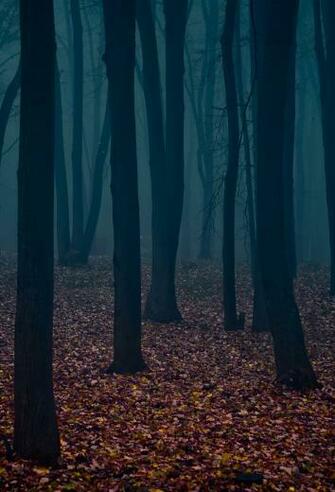3wallpaper Best Wallpaper For All iPhone Retina Gloomy Forest