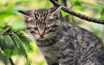 Pics Photos Cute Wild Cat Wallpaper