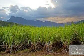 Sugar Cane Paddock With Mount Stock Photo