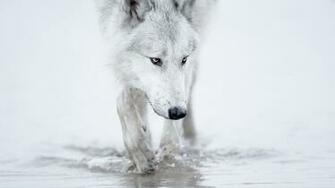 Wolf Arctic Wallpaper