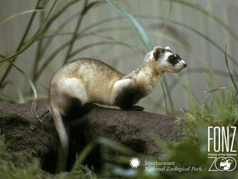 Ferret Wallpaper And Background