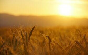 Field Sunrise Sunset Warm Wallpaper