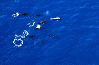 Wallpaper Desktop Whales