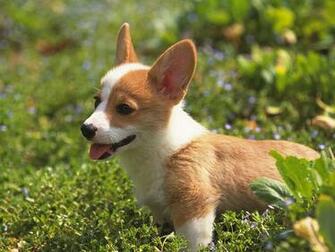 Puppies Welsh Corgi Puppy On Grass Cute Dog