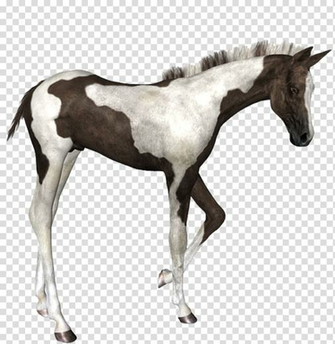 Foal Colt Stallion Mustang Mare Png Image Pngio