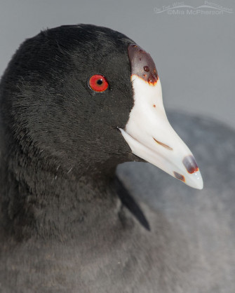 American Coot Image Mia Mcpherson S On The Wing Photography