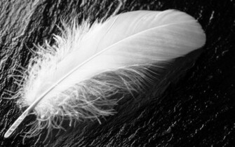 Zwart Wit Achtergrond Met Een Witte Veer HD Wallpaper Foto