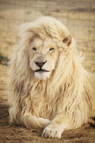 Lion Wallpaper HD Hq
