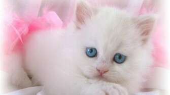 Cat Wallpaper In HD Resoutions For