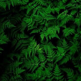 Wallpaper Leaves Plant Green iPad Air