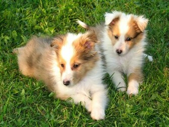 Shetland Sheepdog Wallpaper