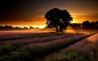 Lavender Fields Of Photography Wallpaper Landscape