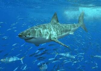 Worlds Biggest Great White Shark Image Wallpaper Pictures