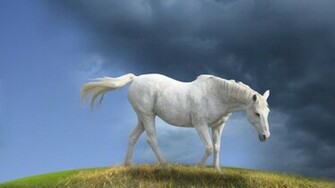 White Horse Wallpaper HD In Cars Imageci