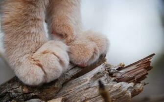 Cat Paws Wallpaper