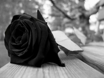 Black Rose Drawing Beauty Wallpaper