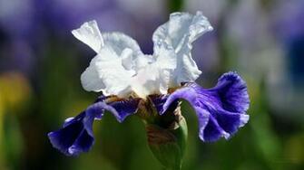 Beautiful Irises Flowers Wallpaper Pictures Jpg