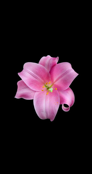 Flower iPhone Image Wallpaper